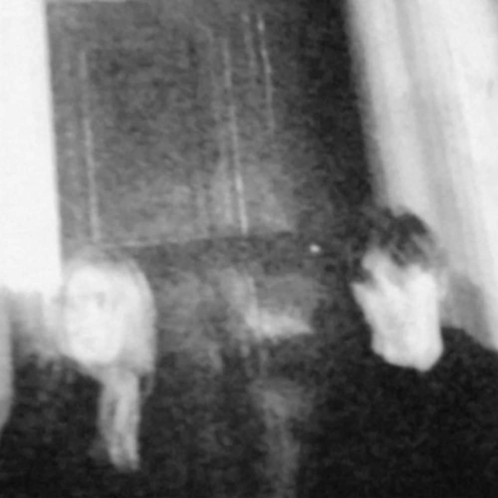 White Flowers White Flowers events