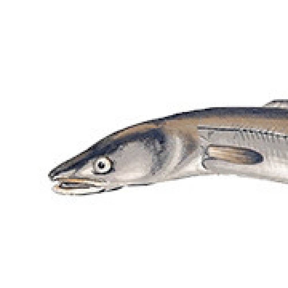 Gladde Paling Gladde Paling events