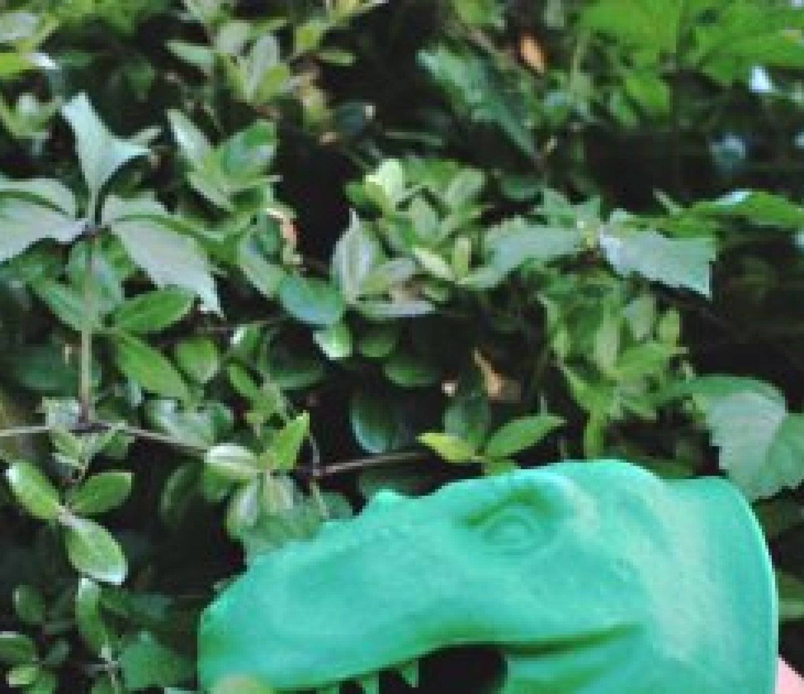 Kikiorix Kikiorix events