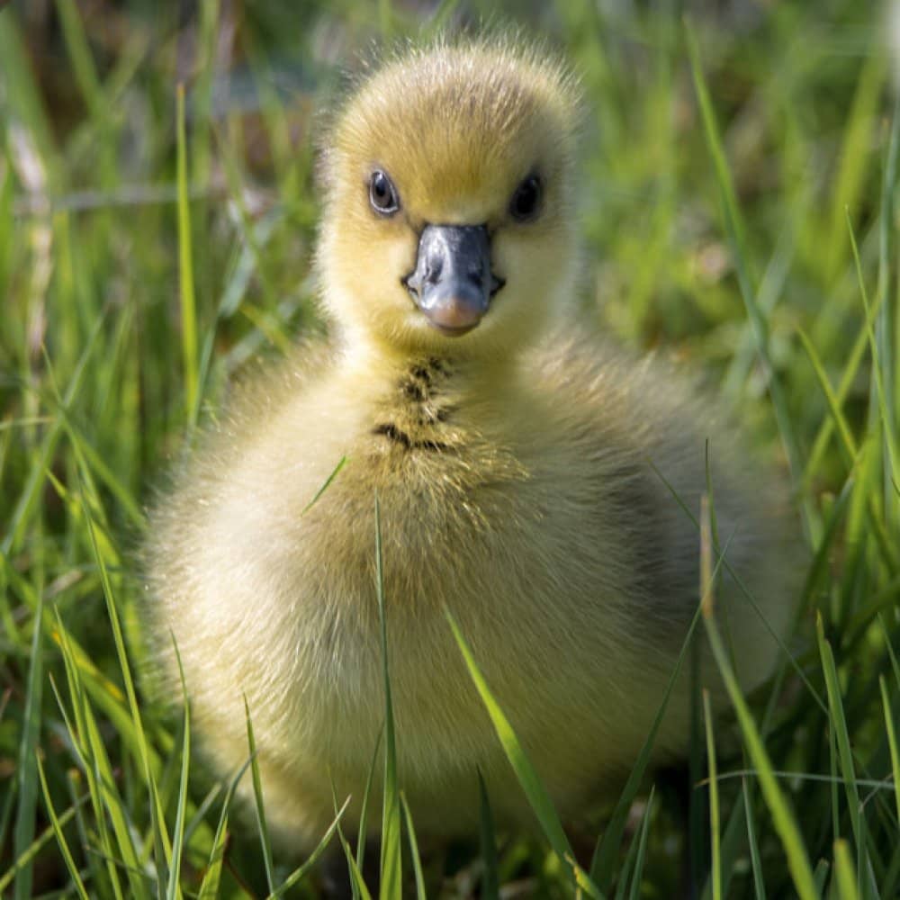 Frankie Allen Frankie Allen events