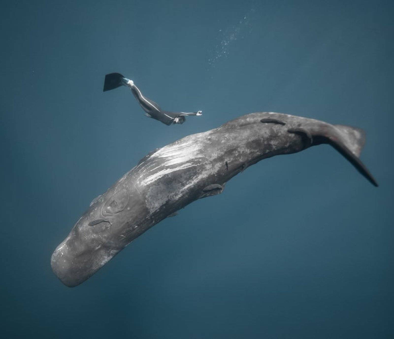 Ocean Film Festival Ocean Film Festival events