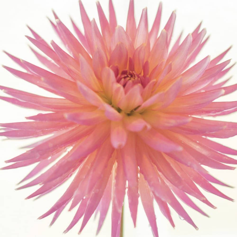 Strawpeople Strawpeople events