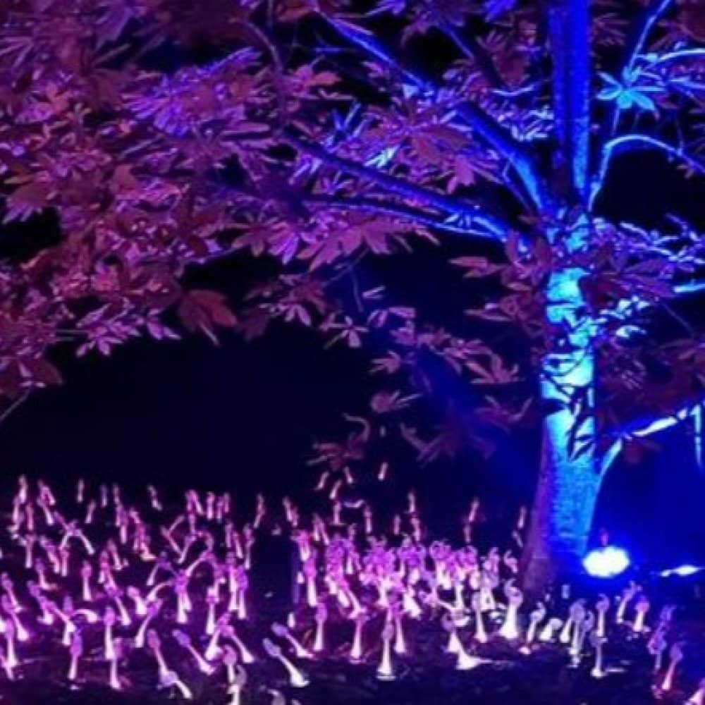 Christmas at Kew events
