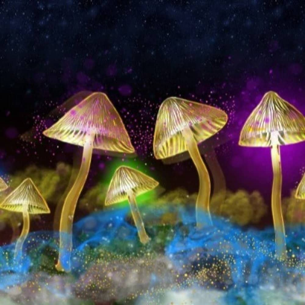 The Science of Psychedelics events