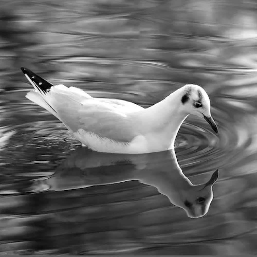 Wildlife Photography: Black and White events