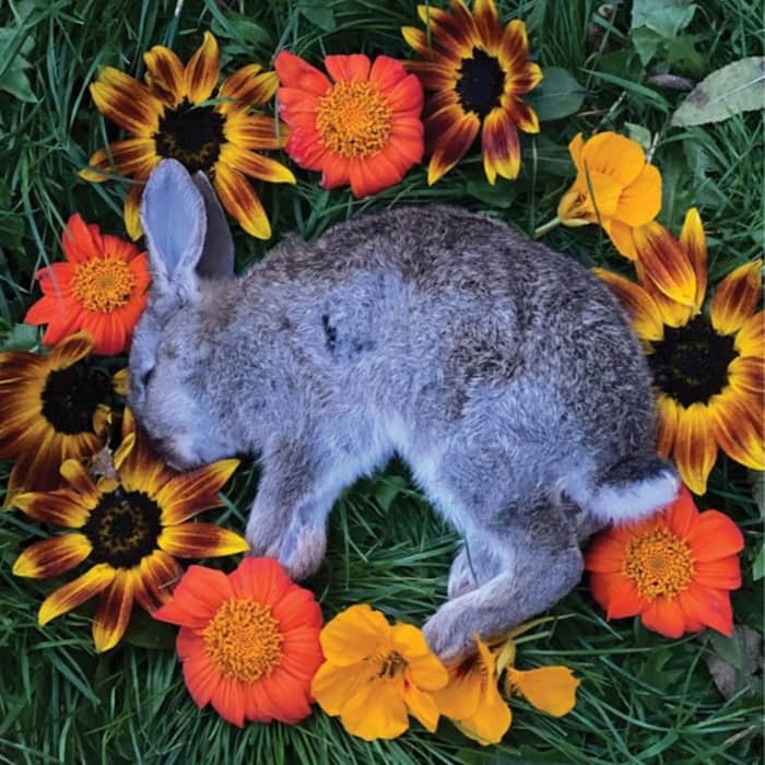 Monolord cover image