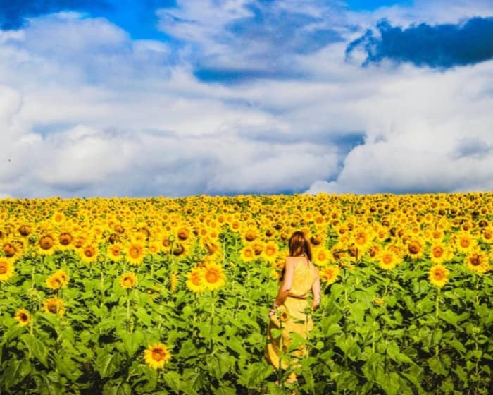 Kalbar Sunflowers events