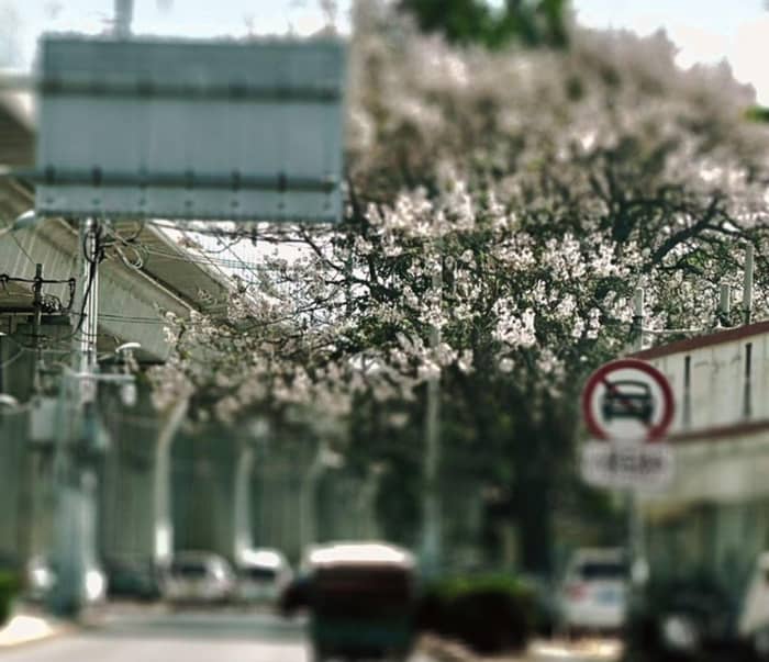 Iceland Joins Growing Boycott of Eurovision 2026 Over Israel's Participation