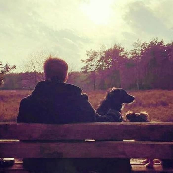 The Wanderers cover image