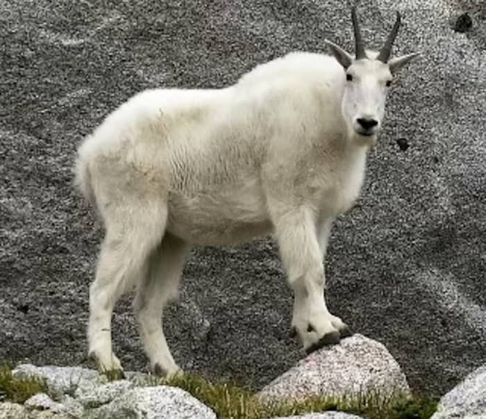 Kanye West's Recent Controversies Lead to Surge in Online Searches