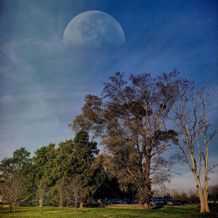 The Cage cover image