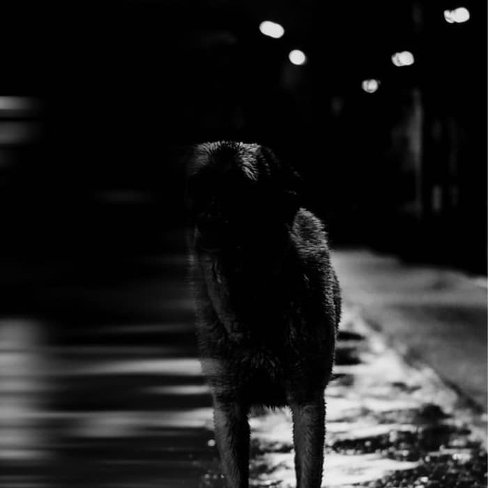 Biianco cover image