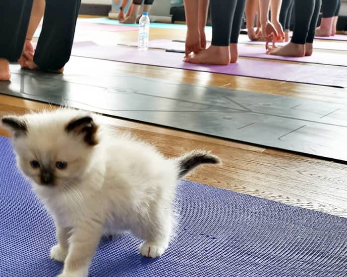 Kitten Yoga tickets